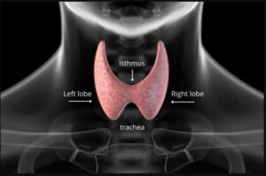 Thyroid Gland