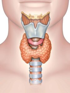 Thyroid gland