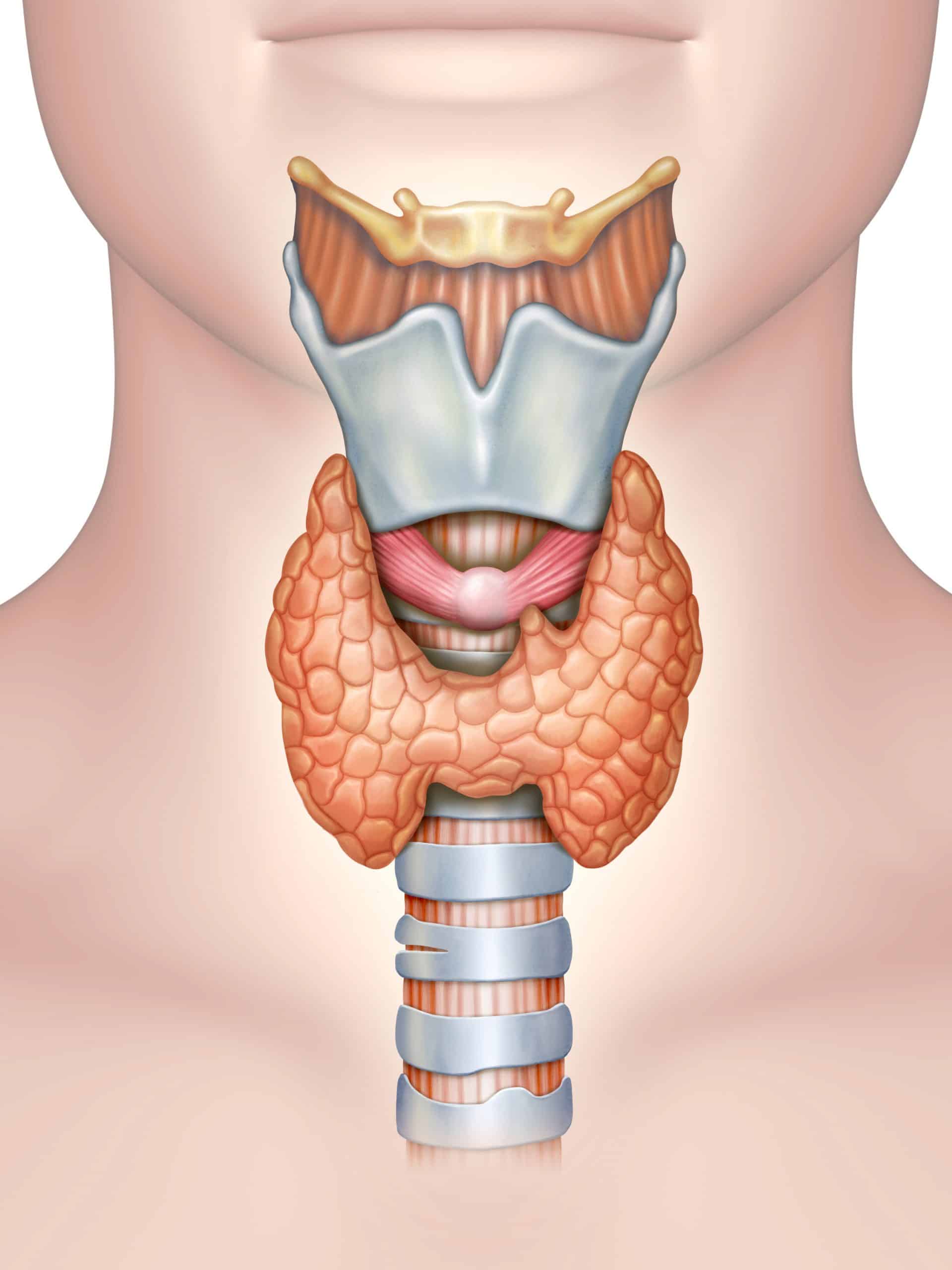 Thyroid gland