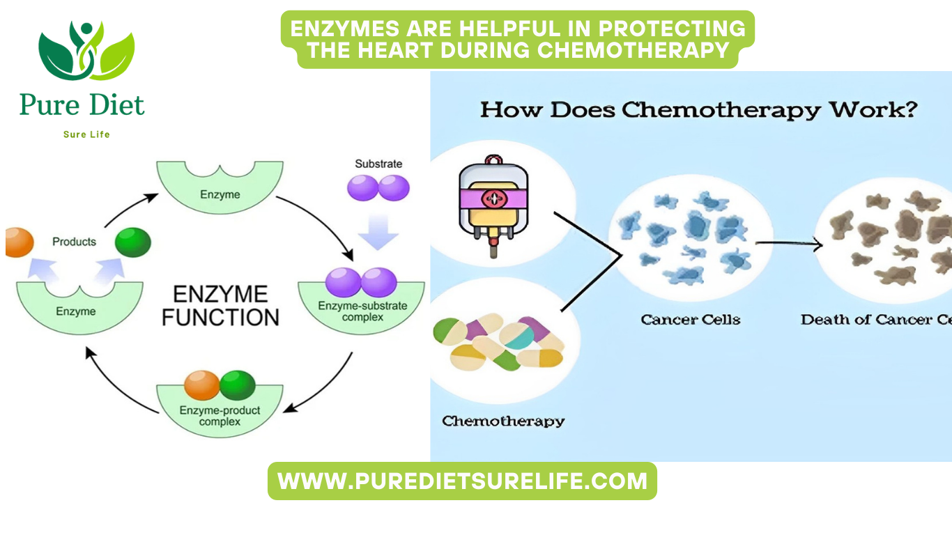 Enzymes Are Helpful In Protecting The Heart During Chemotherapy